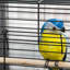 59cm Steel Flat Top Flight Cage with Perch