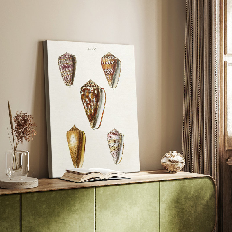 Collection Cone Shell VI - Cavas enveloppés de galerie, H 18 po x l 12 po
