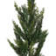 Vickerman 30" Green Cedar Fern Artificial Spray 2/Bag. Features green cedar foliage.