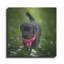 «Black Lab Pup 3» par Jonathan Ross-790380848