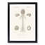 Human Brain Illustration by Charles dOrbigny - Framed Print-55578938-55578942