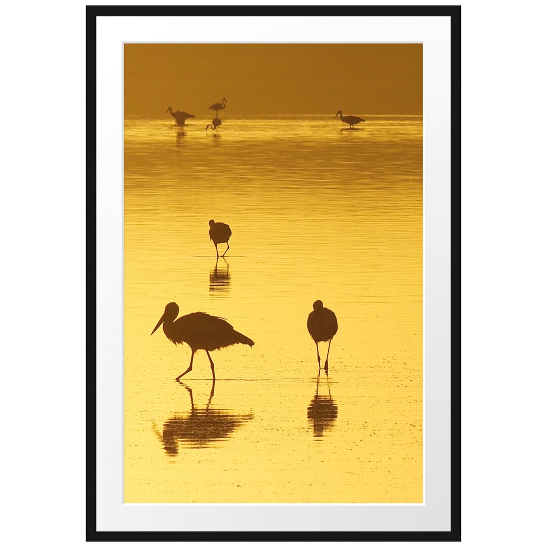 Störche im Wasser Gerahmter Fotokunstdruck