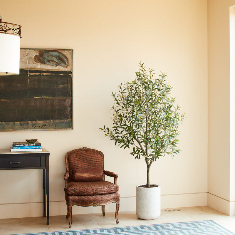 7FT Olive Tree KD