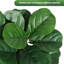 Plant-96273165