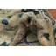 Tapis turc Oushak 8 x 10