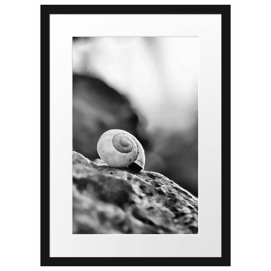 Gerahmtes Poster Kleine Schnecke auf Stein