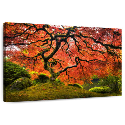 Érable japonais Harnek