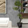 Panama Tree in Planter