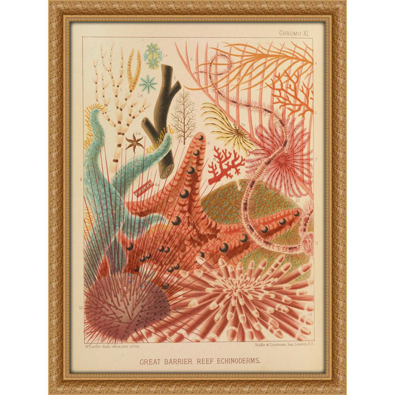 Great Barrier Reef Echinoderms (1893)