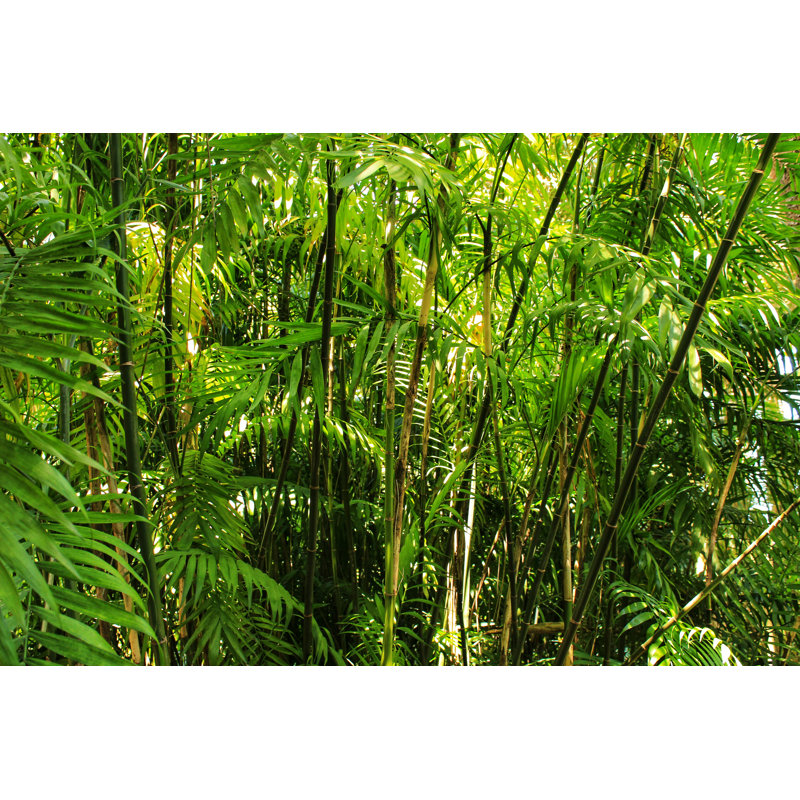 Lafreniere Black Bamboo in Garden 1 Piece Wrapped Canvas Wall Art, 30cm H x 46cm W x 3.8cm D