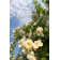 White Rose Bush by ROMAOSLO - No Frame Print on Canvas