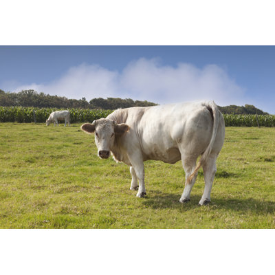 " Charolais Cattle " by Travellinglight