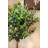 54 " H Faux Olive Tree