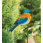 Piquet Songbird - oiseau bleu