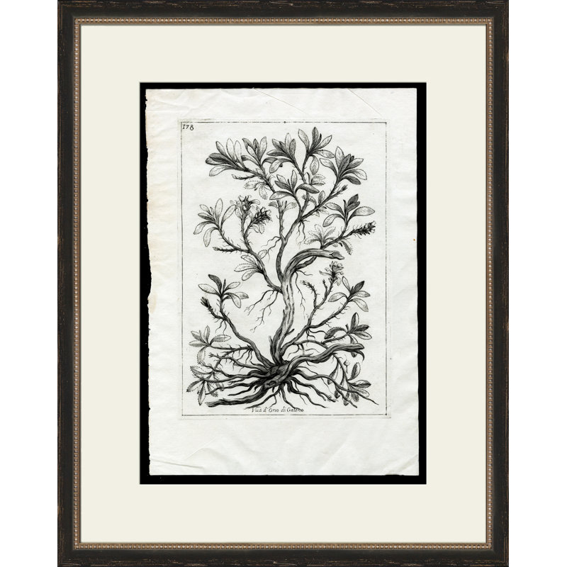 Rooted Plant III Painting