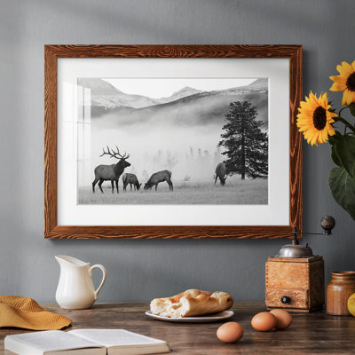 " Mountain Elk "
