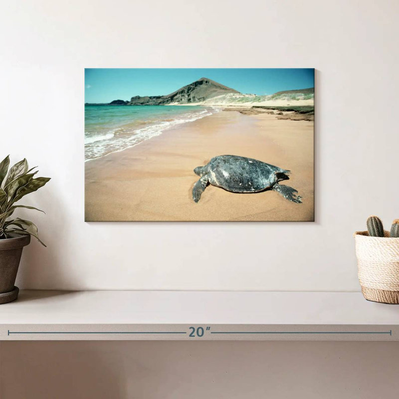 Brampt Galapagos Loggerhead Turtle, 8" H x 12" W