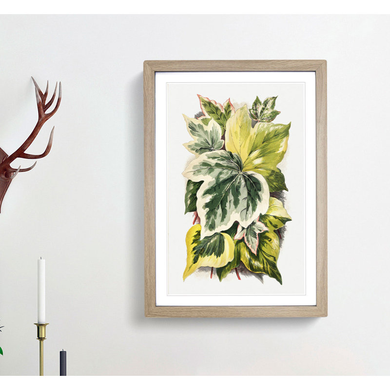 Various Ivy Leaves by Shirley Hibberd - Picture Frame Painting Print, 76cm H x 50cm W x 2cm D, Oak