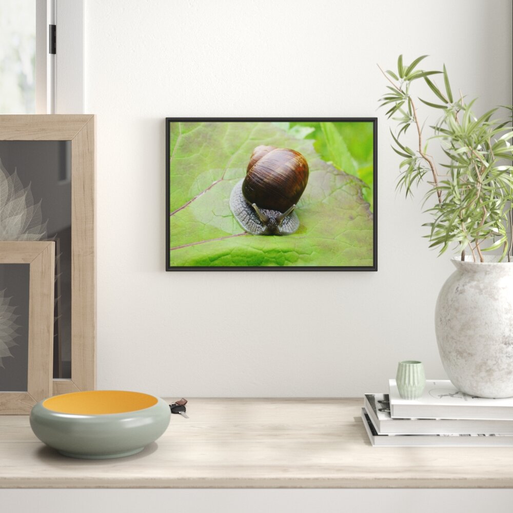 Gerahmtes Wandbild kleine Schnecke mit Schneckenhaus