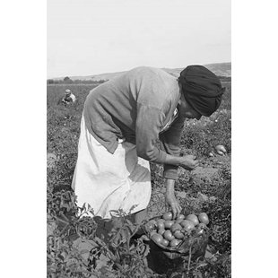 « mexique migrants harvest harvesting tomates » par dorothea lange, reproduction de photo