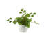 Faux Eucalyptus Plant in Ceramic Planter-1944737348
