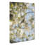 Goldfinch Bird In A Cherry Tree - Wrapped Canvas-61852341