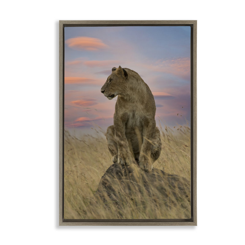 Lionne forte au coucher du soleil, Cadre flottant orme Montalcino, H 25 po x l 17 po