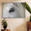 Balearic Island Horse, peinture sur toile encadrée-94364285-94364288