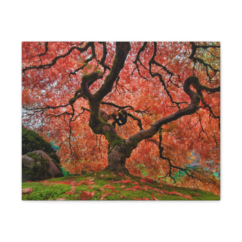 Vieille érable japonais dans un jardin japonais, art mural sur toile