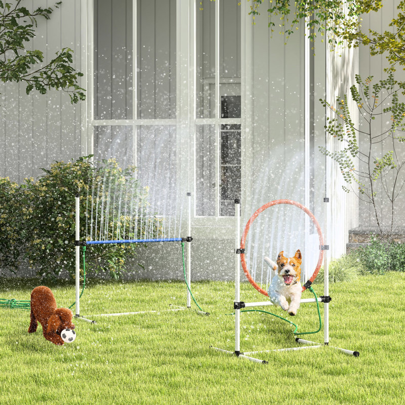 Compilation Dog Agility