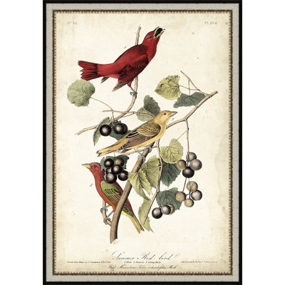 " Summer Red Bird "