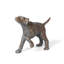 Hunting Hound Statue