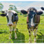 Clôture en métal galvanisé pour clôture de bœuf en métal poli 3 pi x 164 pi