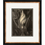 Sepia Flowers 18 Giclee Print by Soicher Marin Archives