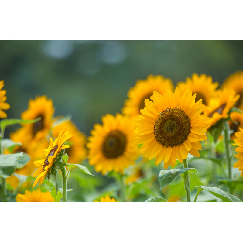 Sunflower (Himawari) - Wrapped Canvas Print, 30cm H x 46cm W