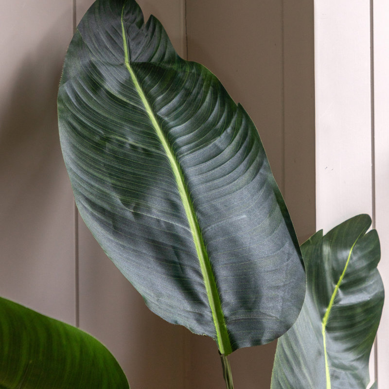 Potted Travellers Palm Tree, 150cm H x 18cm W x 15cm D