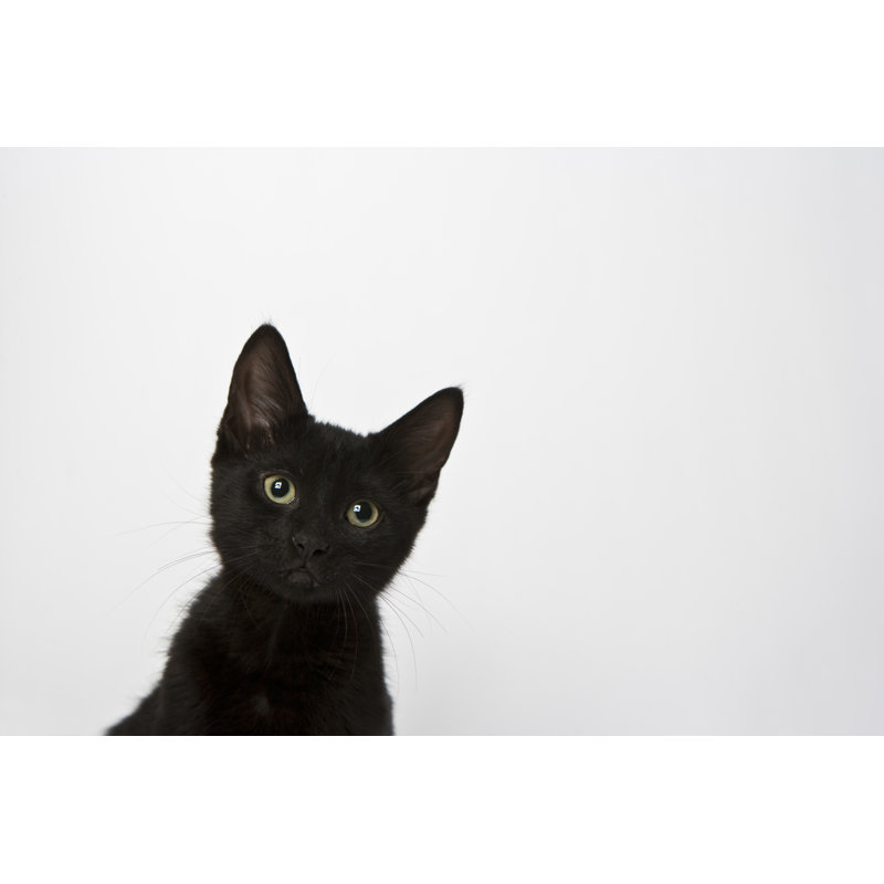 Black Kitten Looking Into Camera by Michellegibson, 32" H x 48" W