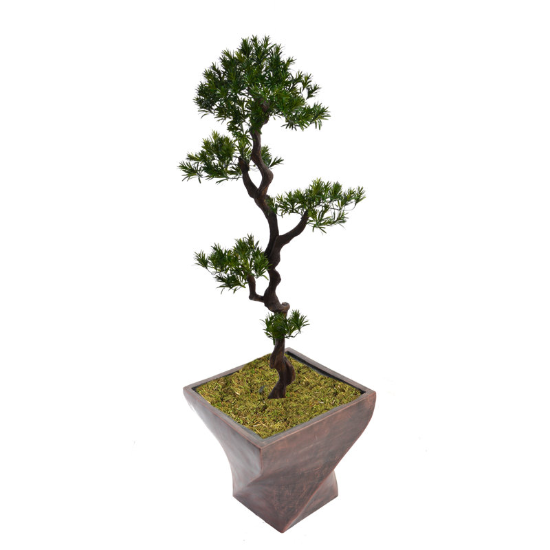 Panama Tree in Planter