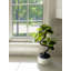 18" Snake Shape Ficus
