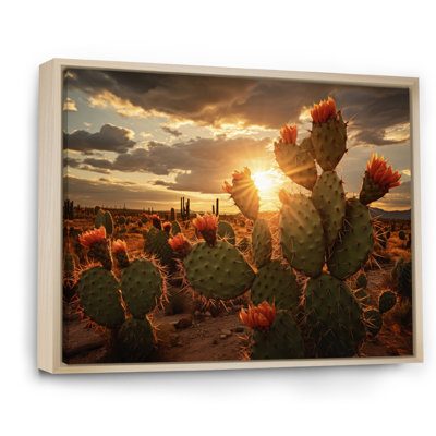 Champ de cactus vert avec coucher de soleil - impression