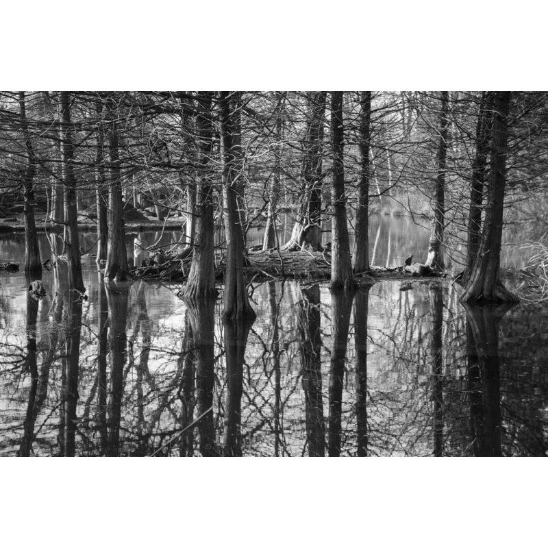 Marais - reproduction de photo sur toile tendue, H 20 po x l 30 po x P 1 po