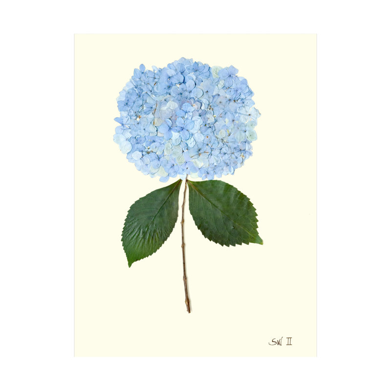 Pressed Hydrangea Set by Sandy Whitaker, 35" H x 26" W, Antique Gold