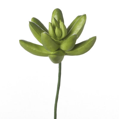 Succulent Arrangement