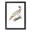 Pucras Pheasant Illustration by John Edward Gray - Picture Frame Painting Print-55601492-55601493