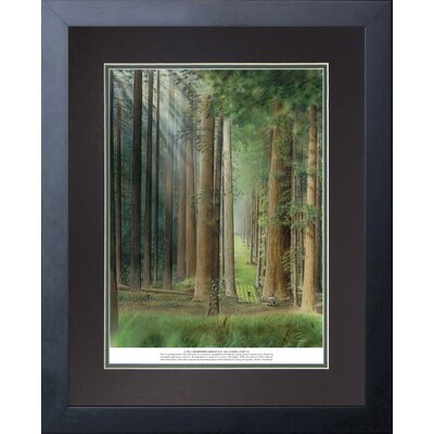 No.3 Redwood Forest Golf Course' Framed Graphic Art Print -  Red Barrel Studio®, RBRS6219 40163062