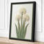 White Alliums Botanical - Wrapped Canvas-1986611704-1986611707