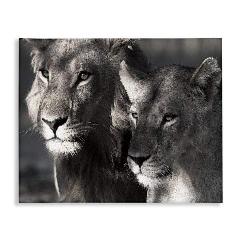 «Strong Lion & Lioness», art mural sur toile par Danita Delimont, H 36 po x l 48 po