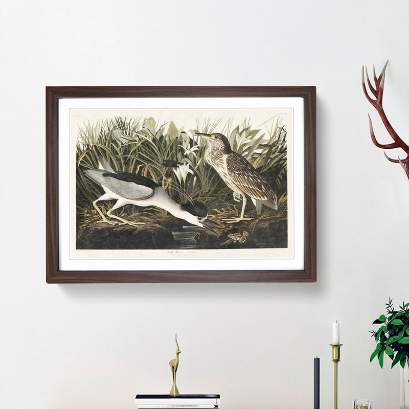 Night Heron by John Audubon - Framed Print, 36cm H x 48cm W x 2cm D, Walnut Framed