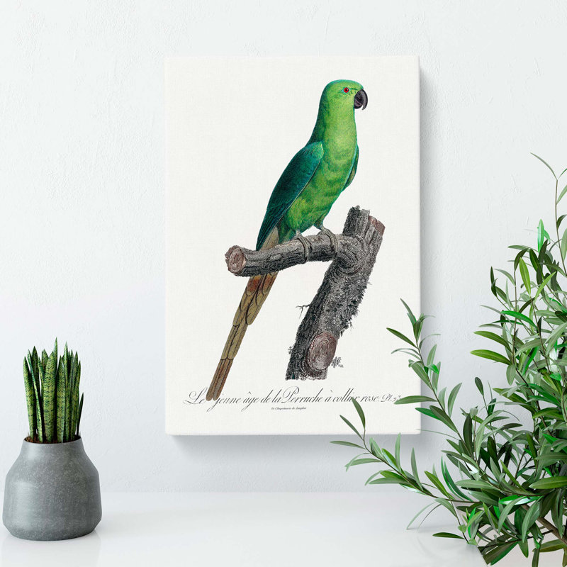 The Rose-Ringed Parakeet by F. Levaillant - Wrapped Canvas, 60cm H x 40cm W x 3cm D