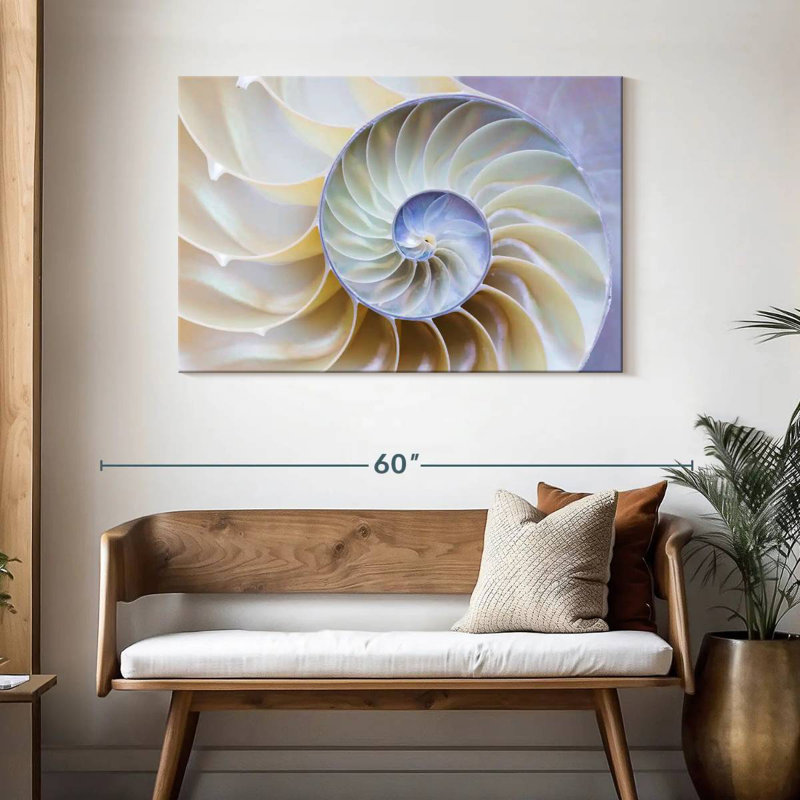 Empty Nautilus Shell, 30" H x 45" W